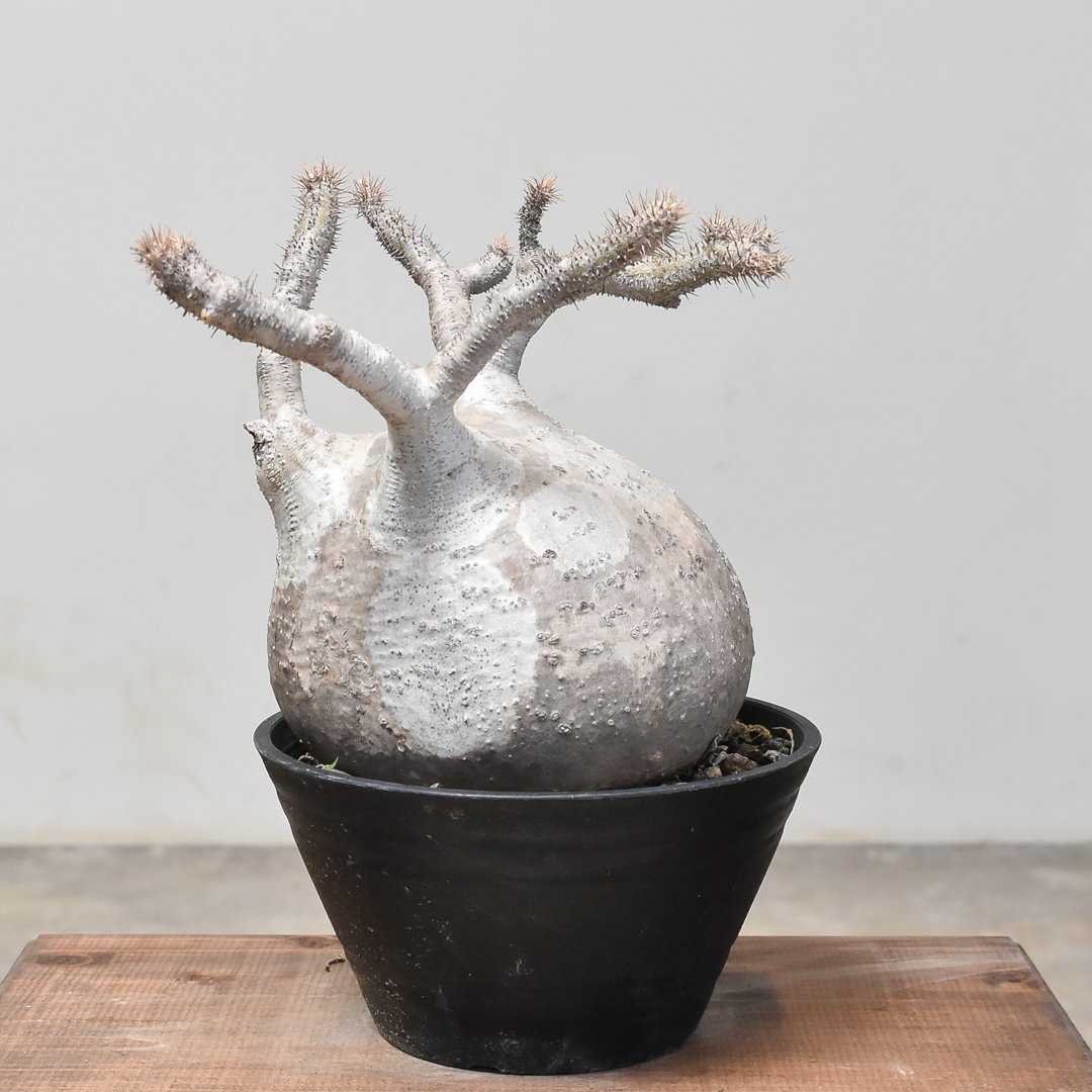 パキポディウム グラキリス (発根済み) RF232013 | RAFLUM / ラフラム｜