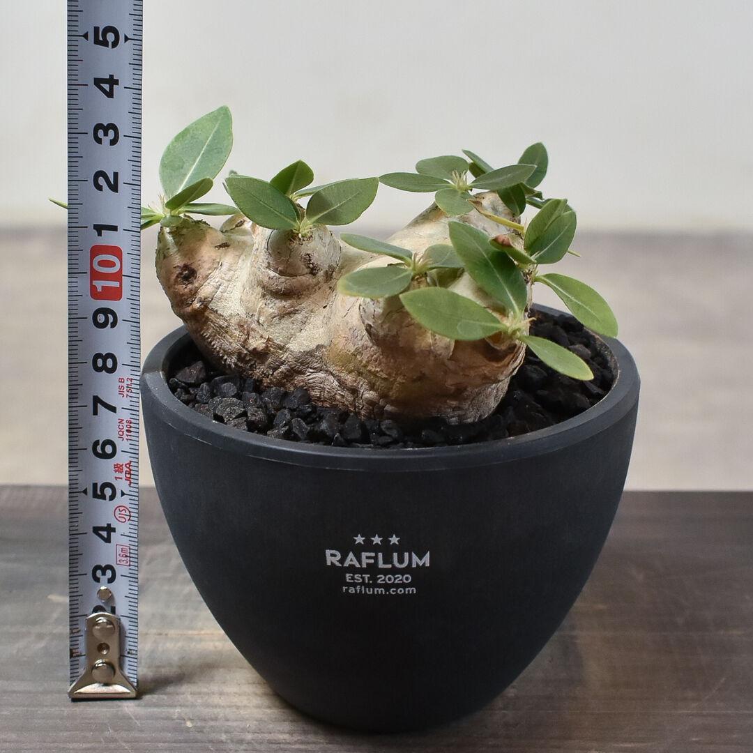 パキポディウム　ブレビカウレ② パキポディウムブレビカウレ | STORES