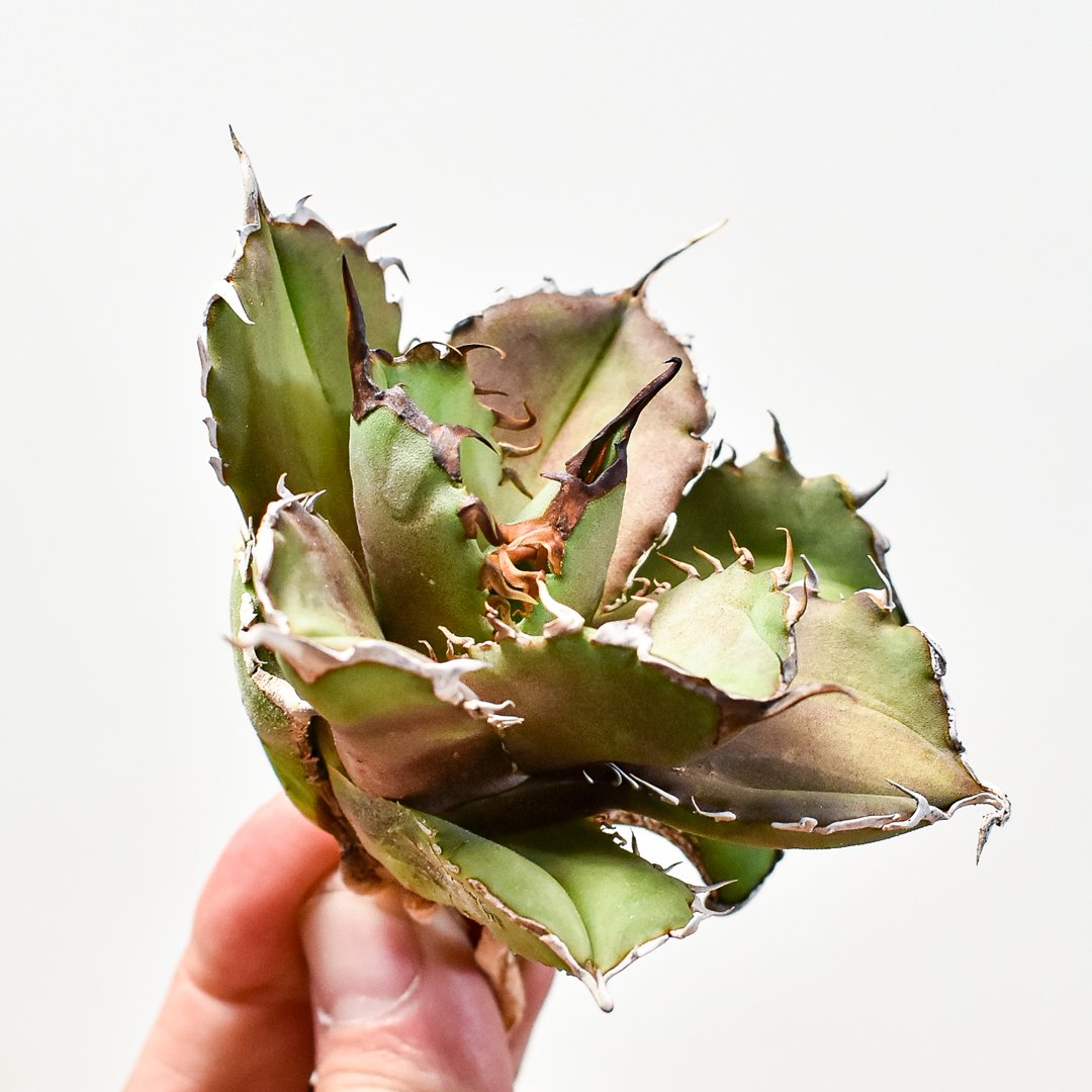 アガべ チタノタ 