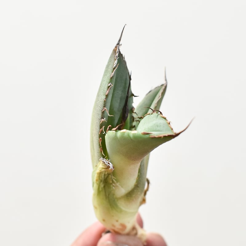 アガベ チタノタ 