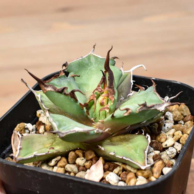 アガベ チタノタ DENNIS043【台湾DENNIS産/発根済み/中株】C DN25010