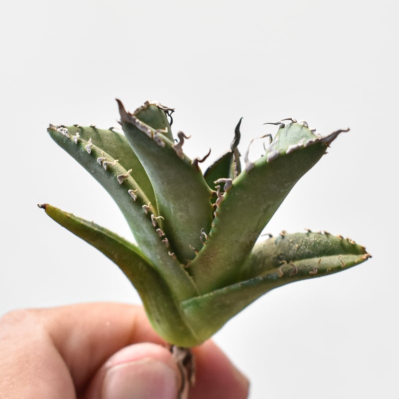 アガベ 親株出品 ドラゴンアガベ 黒犀牛 大株 アガベ 親株出品 ドラゴンアガベ 黒犀牛 大株