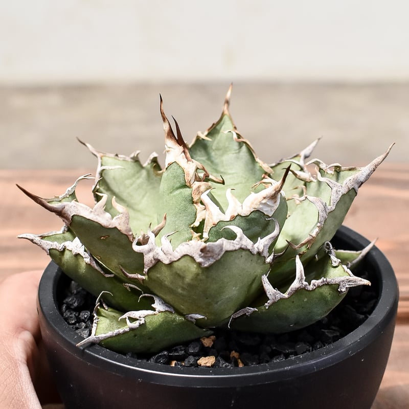 アガベ チタノタ シーザー / 凱撒 【台湾産/中株/発根済み】RF231615