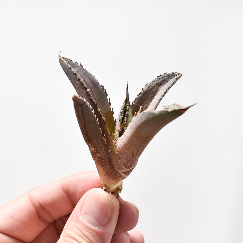 アガベ チタノタ DENNIS040 