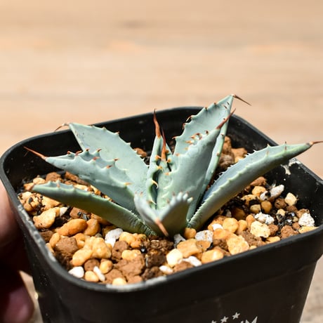 アガベ ハイブリット 日系イシスメンシス×象牙妖炎（陽炎エボリ）【台湾botanical_seeker産】RF25011373