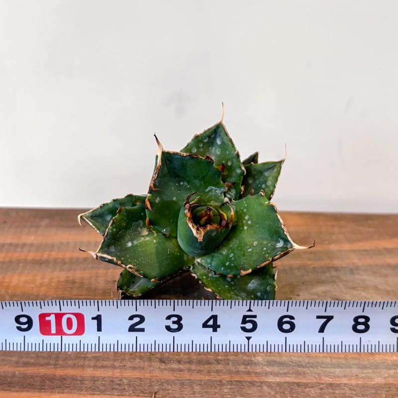 アガベ　チタノタ　ハデス　親株　agave アガベ チタノタ ハデス 親株 agave アガベ チタノタ ハデス