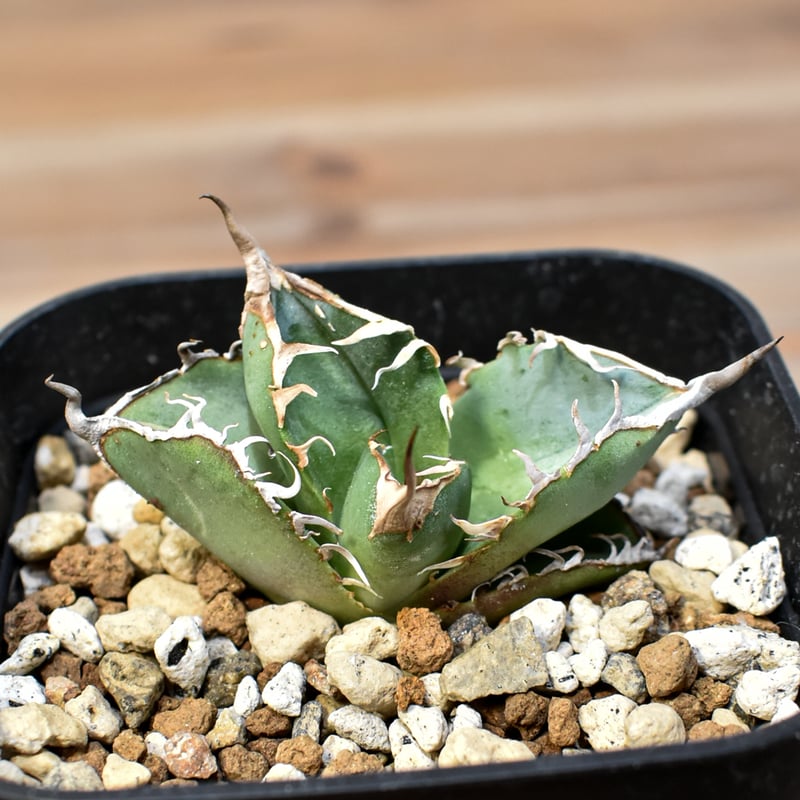 アガベ チタノタ DENNIS018 【台湾DENNIS産/発根済み/子株】DN2402