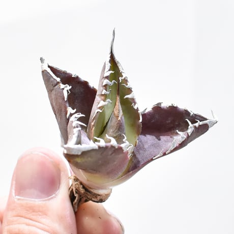 CATEGORY アガベ チタノタ 