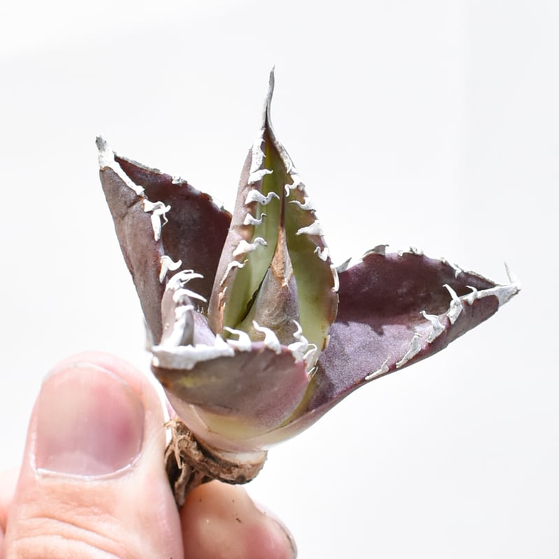 レア品種】アガベ チタノタ WANDA / 汪達【台湾 dragon agave産/抜き苗/