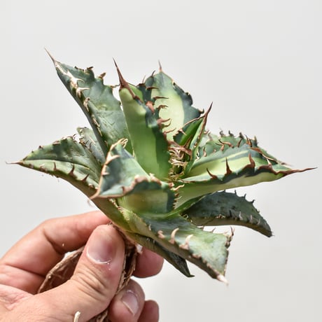 アガベチタノタソーラーエクリプス | STORES