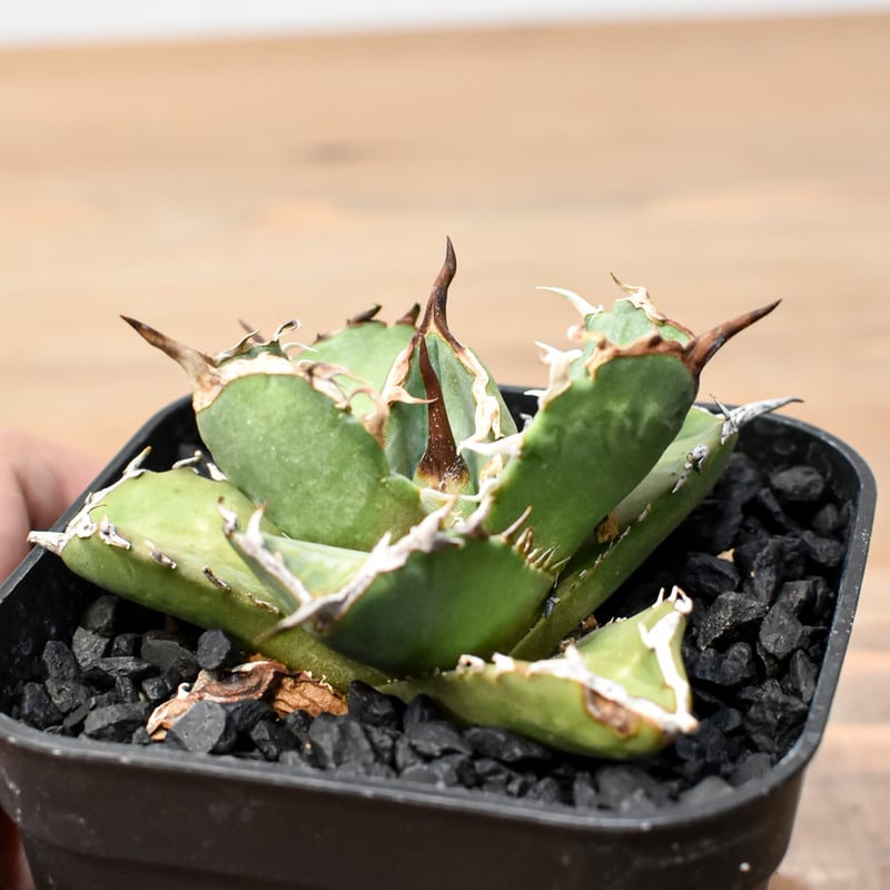 アガベ チタノタ 虎鯨 