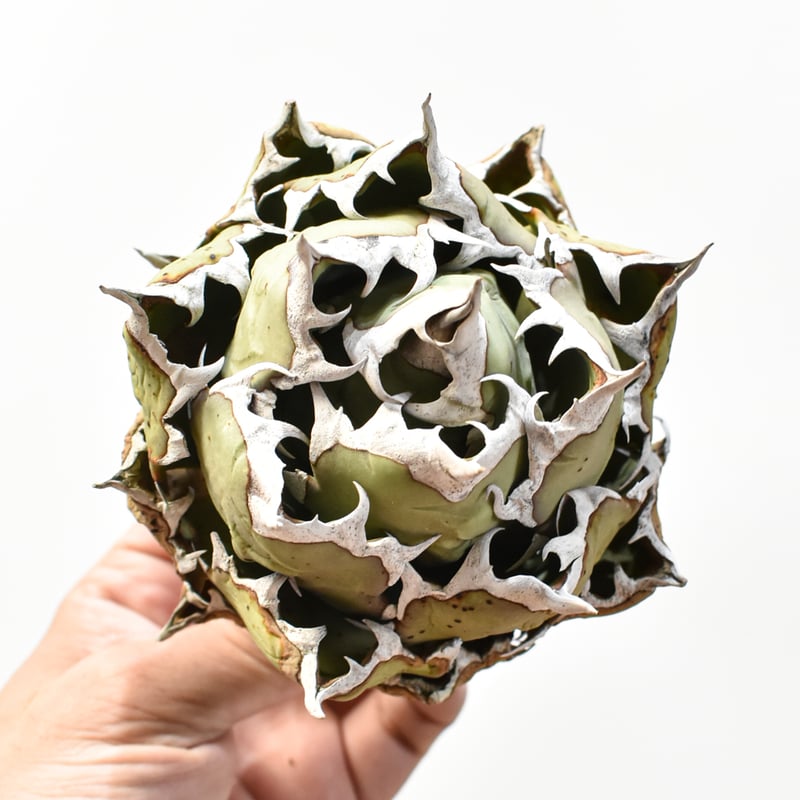 アガベ　チタノタ　姫厳竜　ドワーフ　7株まで個数指定型最大35％オフ アガベ チタノタ 姫厳竜（ボールタイプ）/ HM-07 | アガベ専門店