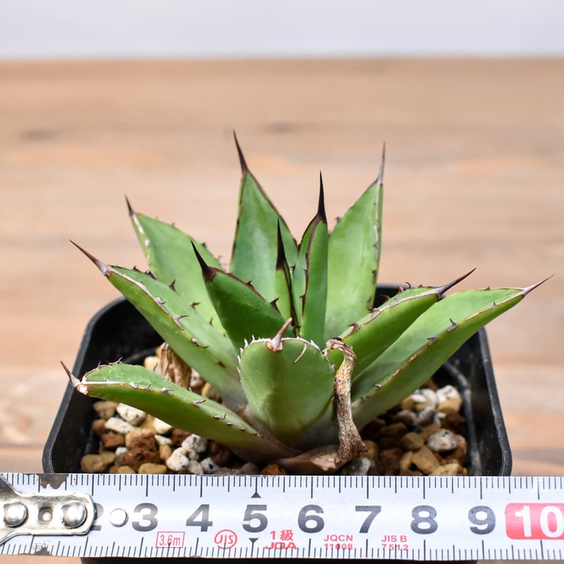 アガベ Dennis hybrid 甲蟹X笹之雪 【台湾DENNIS産/実生】DN25010