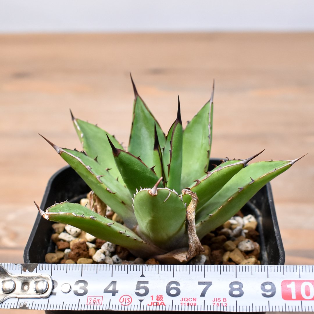 アガベ Dennis hybrid 甲蟹X笹之雪 【台湾DENNIS産/実生】DN25010