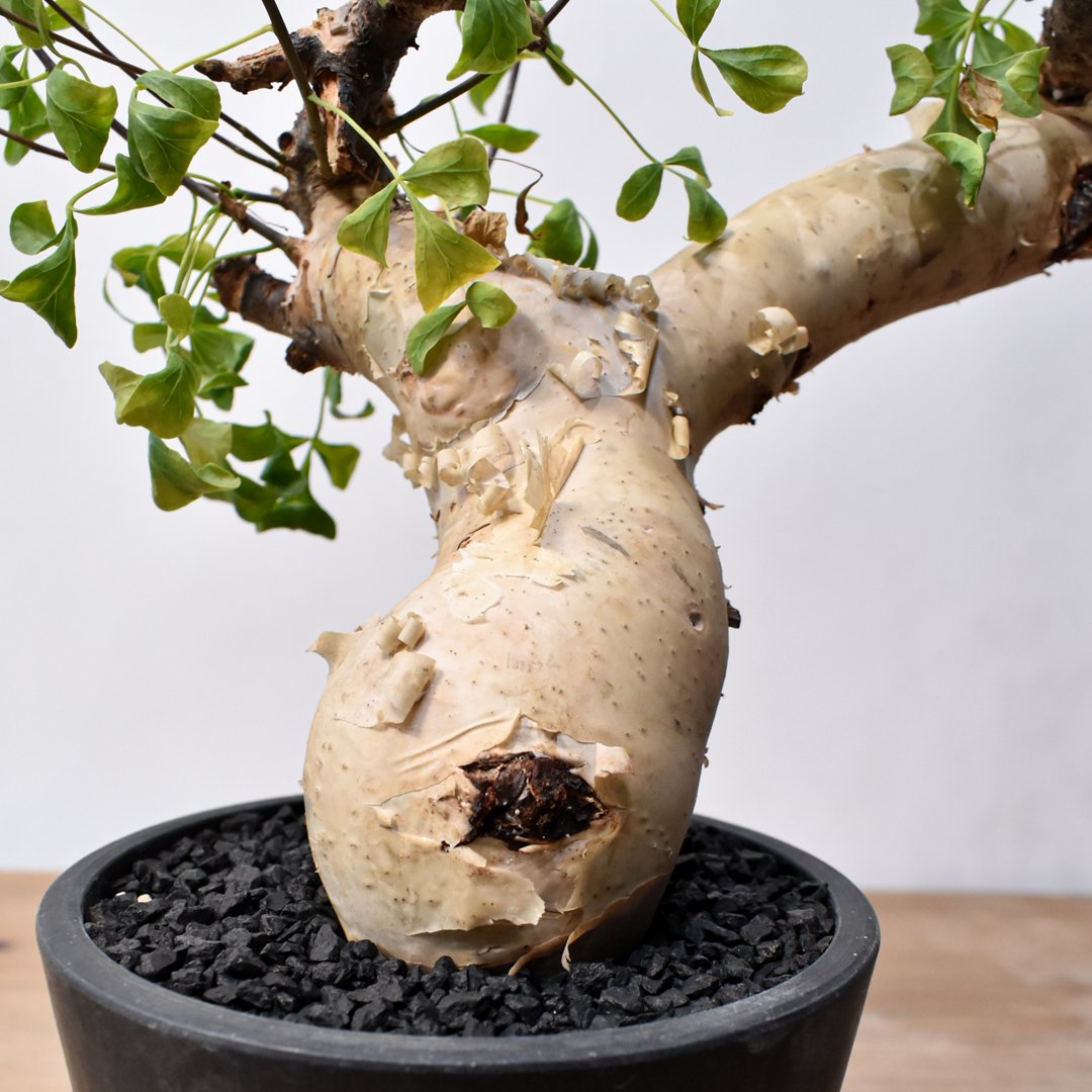 コミフォラ ピュア カタフ コミフォラ カタフ 