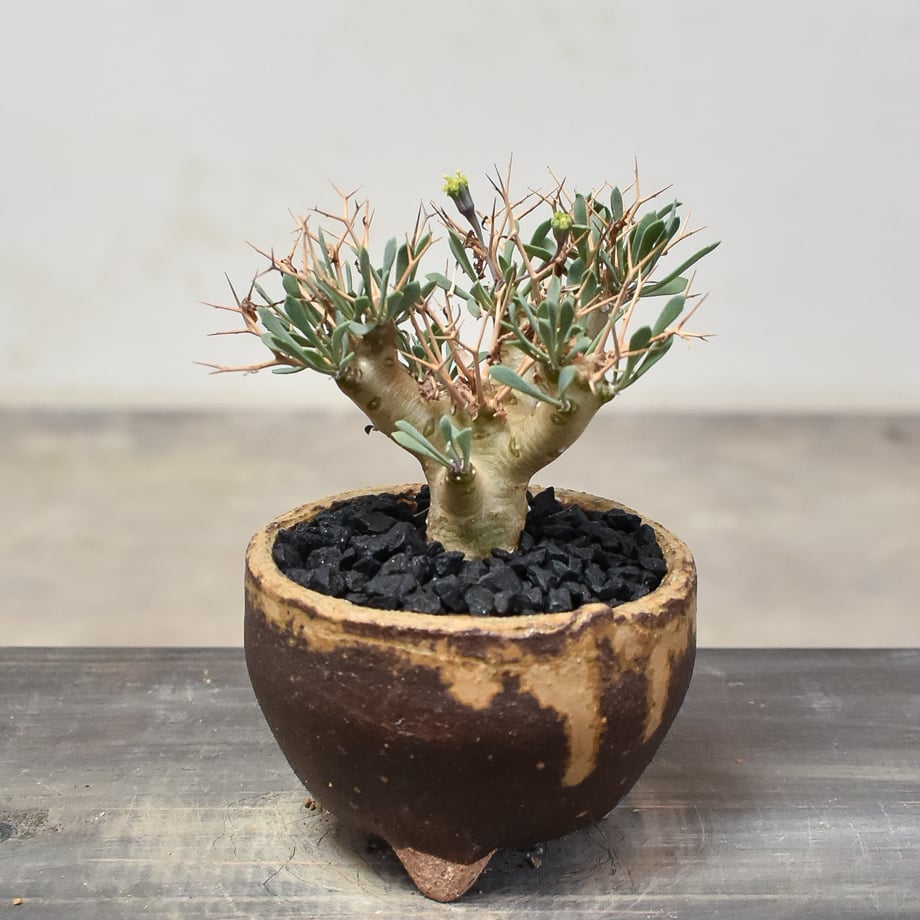 黒鬼城　Othonna euphorbioides オトンナユーフォルビオイデス 846f28d48509439ab873315c384059