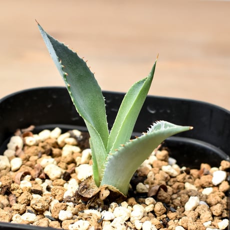 CATEGORY ユタエンシスエボリスピナ×ブラックアンドブルー