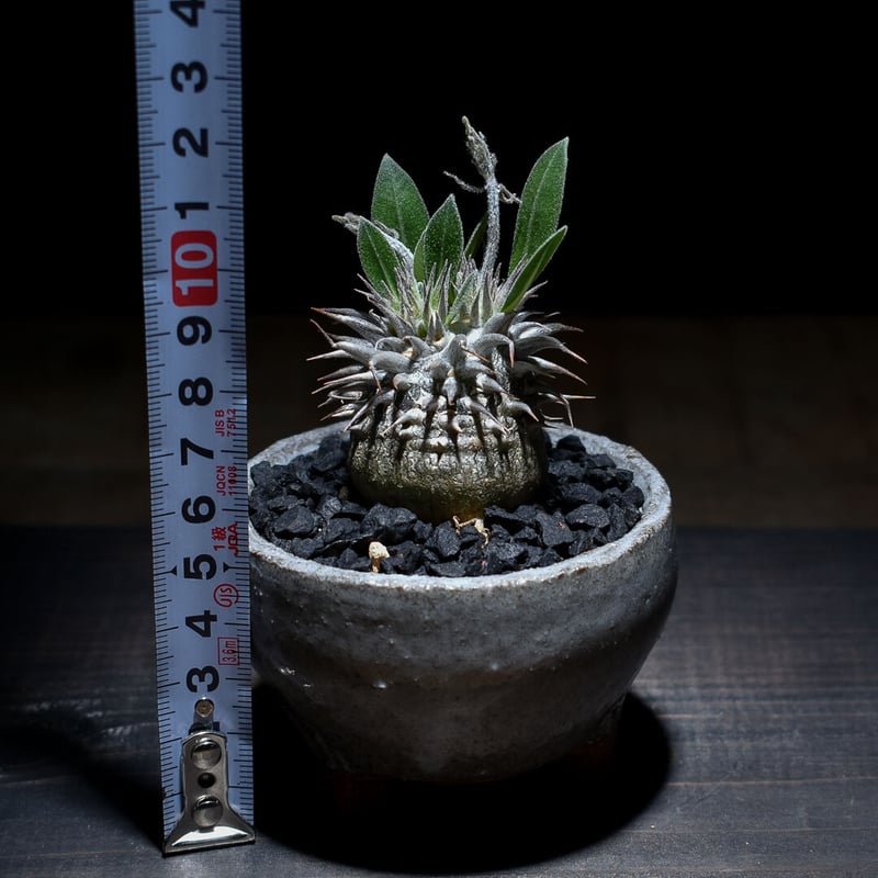 恵比寿笑い　実生　超まん丸　超扁平　コレクション株　縮れ葉　ブレビカウレ パキポディウム・デンシカウレ 