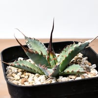 ボスウェリア ネグレクタ 【現地球/発根済み】HK2409038 | RAFLUM