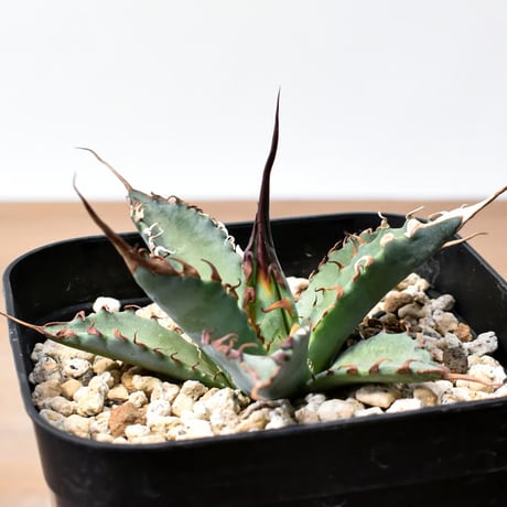 CATEGORY ユタエンシスエボリスピナ×ブラックアンドブルー