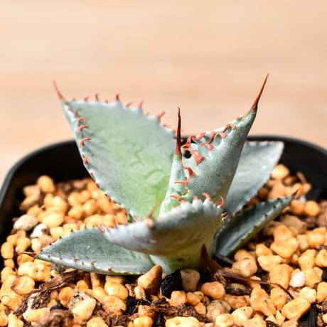 アガベ ハイブリット "A33" (特白肌怒雷神×屈原) 【台湾huplants2010産/子株販売】