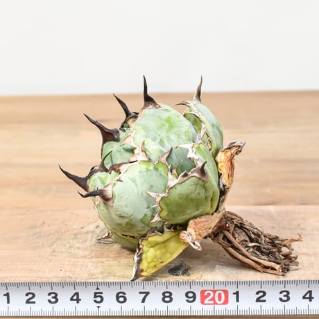 【5CLAW】アガベ チタノタ "精品ブルーダイヤモンド" / "精品黄覆輪斑"【台湾 dragon agave産/抜き苗/中株】RFDG25010885