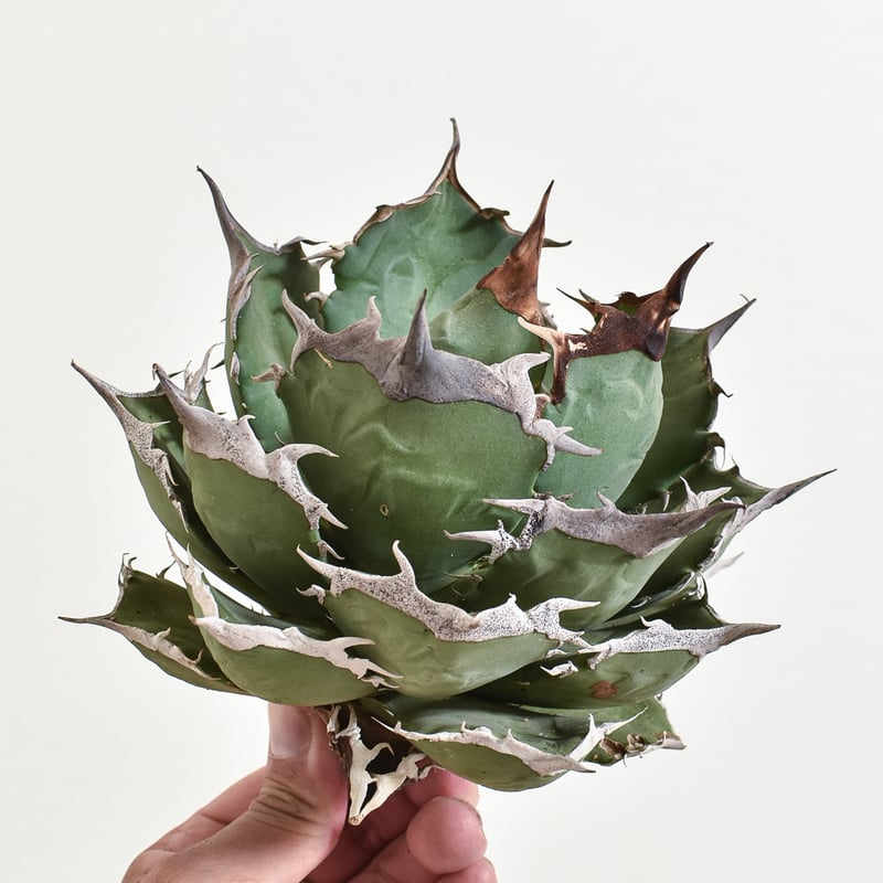 アガベドラゴンスパイン大株