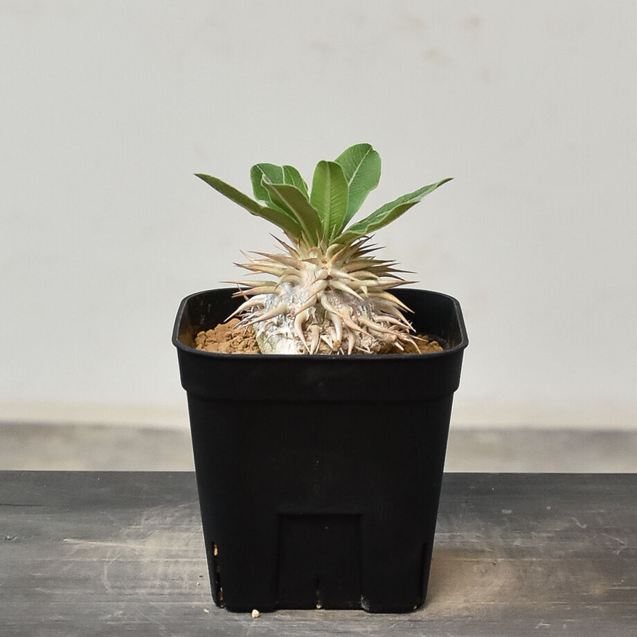 パキポディウム エニグマティクム パキポディウム エニグマティクム（実生) RF231263 | RAFLUM