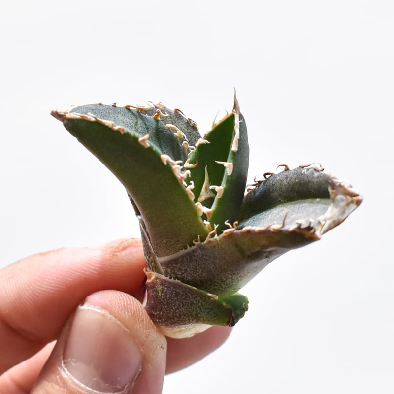 レア品種】アガベ チタノタ 