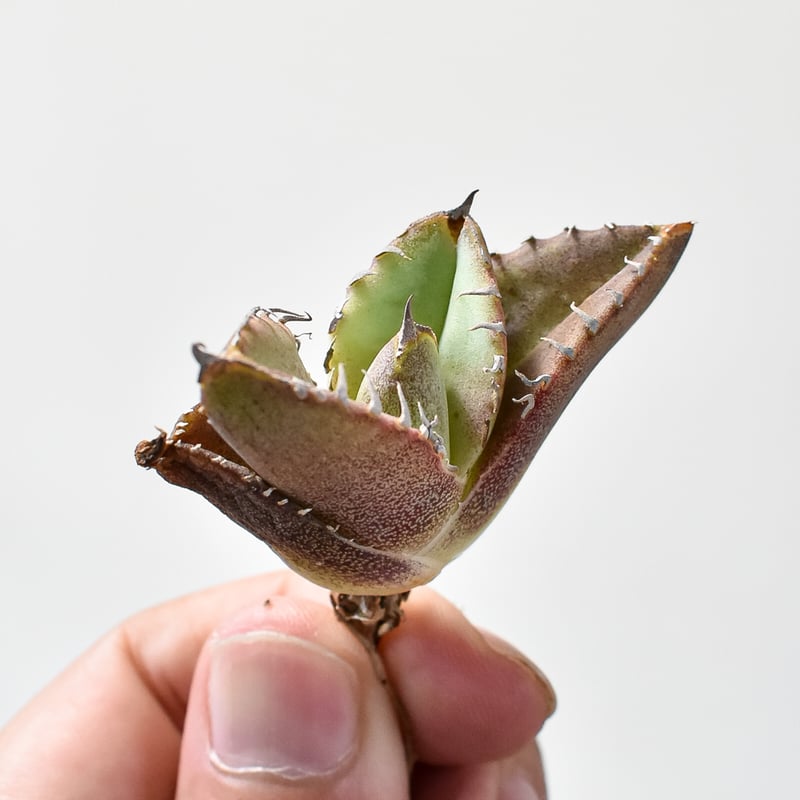 アガベ チタノタ 