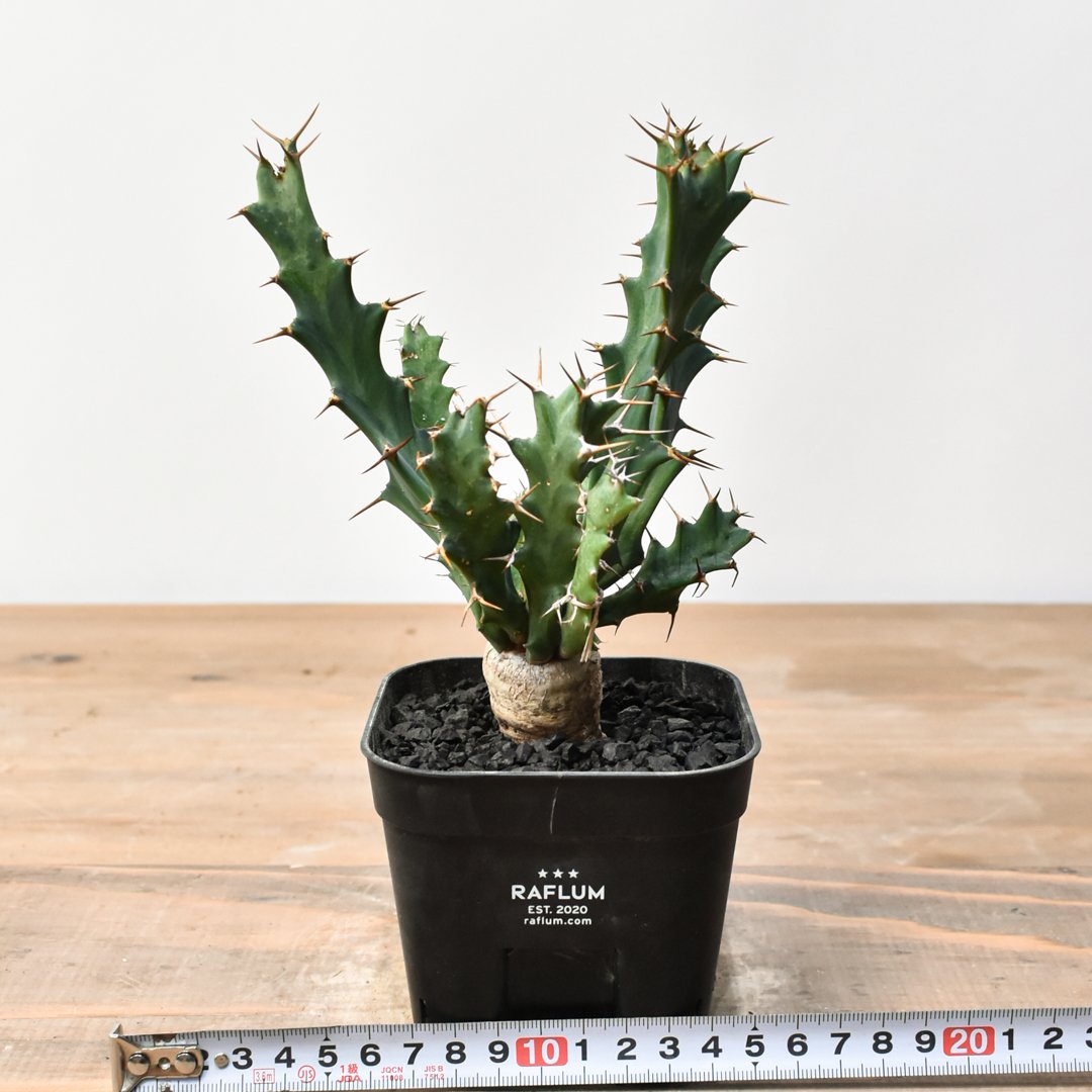u*f様 ユーフォルビア　クラビゲラ　現地球　Euphorbia clavige Amazon｜【現品限り】ユーフォルビア・クラビゲラ 現地株 発根済み 約1