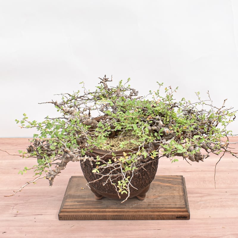 コミフォラ　エイル コミフォラ エイル Commiphora eyl RM:2025/4/9 発根管理開始から2ヶ月