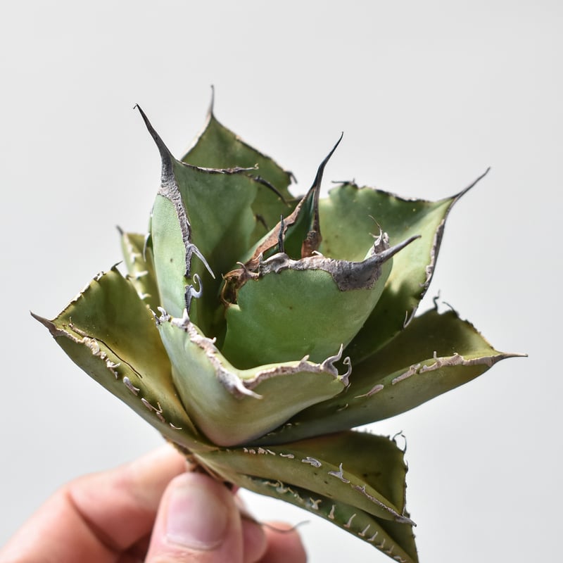 アガベ チタノタ 