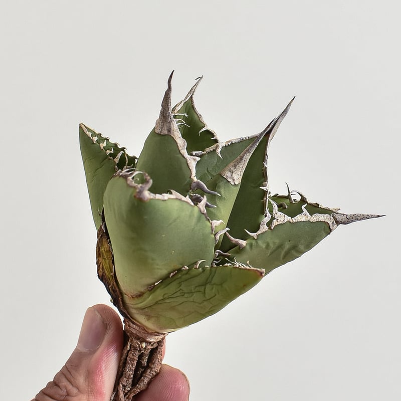 アガベ チタノタ 小島白刺【台湾 dragon agave産/抜き苗/中株