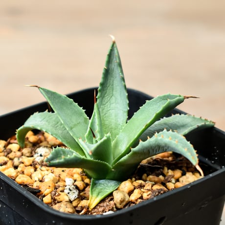アガベ ハイブリット "吉巴羅" (特白肌怒雷神×血妖) 【台湾huplants2010産/子株販売】RF25011818