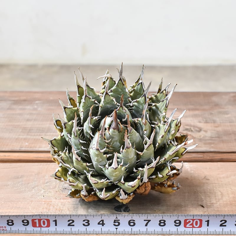 248 アガベ ユタエンシス エボリスピナ 1点物】アガベ・ユタエンシス・エボリスピナ / Agave utahensis