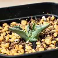 ユーフォルビア ムランジーナ 【発根済み】RF231971(T) | RAFLUM