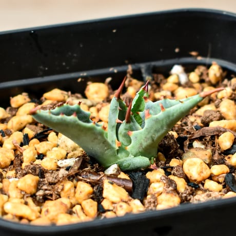 CATEGORY 夏型植物 | RAFLUM / ラフラム｜東京、大阪の塊根植物