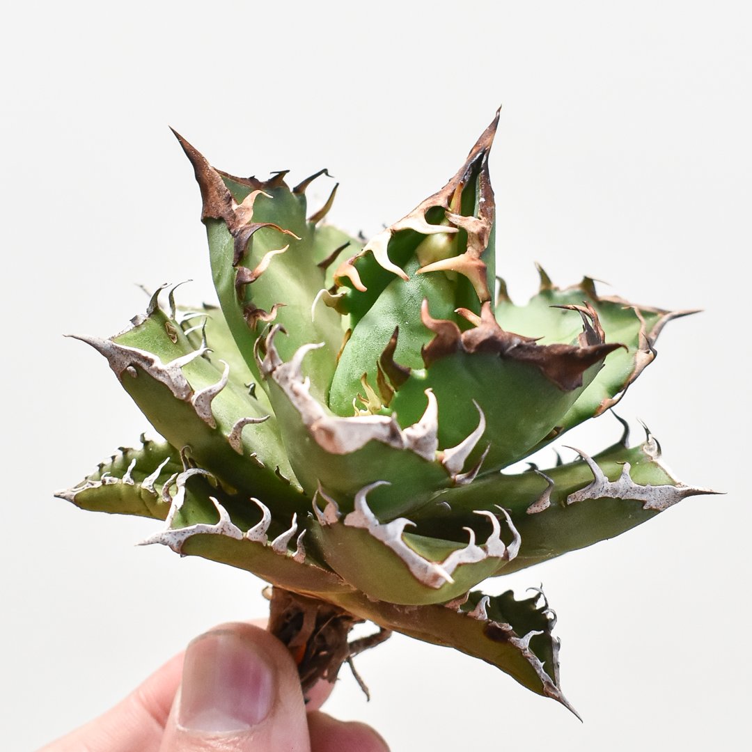 アガベ チタノタ レッドキャットウィーズル ゴリ猫 活着済み【ボール型