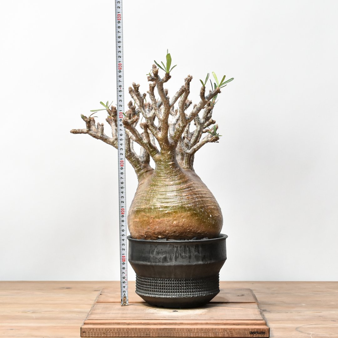 オレンジ肌　グラキリス中株大きめ RAFLUMコレクション】パキポディウム グラキリス 