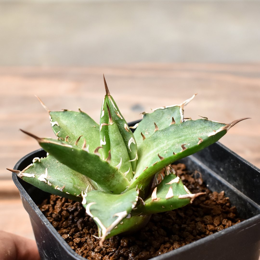 アガベ チタノタ 