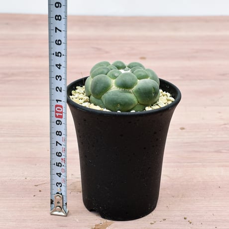 コリファンタ 刺無象牙丸 【カキ仔】RFHK-301