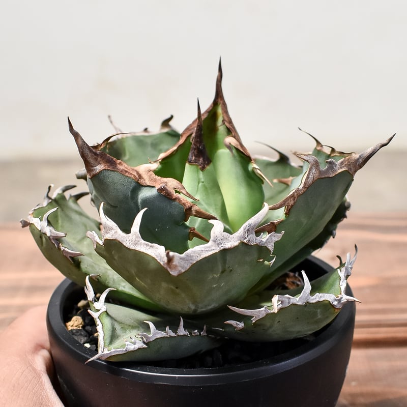 アガベ チタノタ クラブ 蟹 アガベ チタノタ 螃蟹 Agave Titanota crab | mana's farm:塊