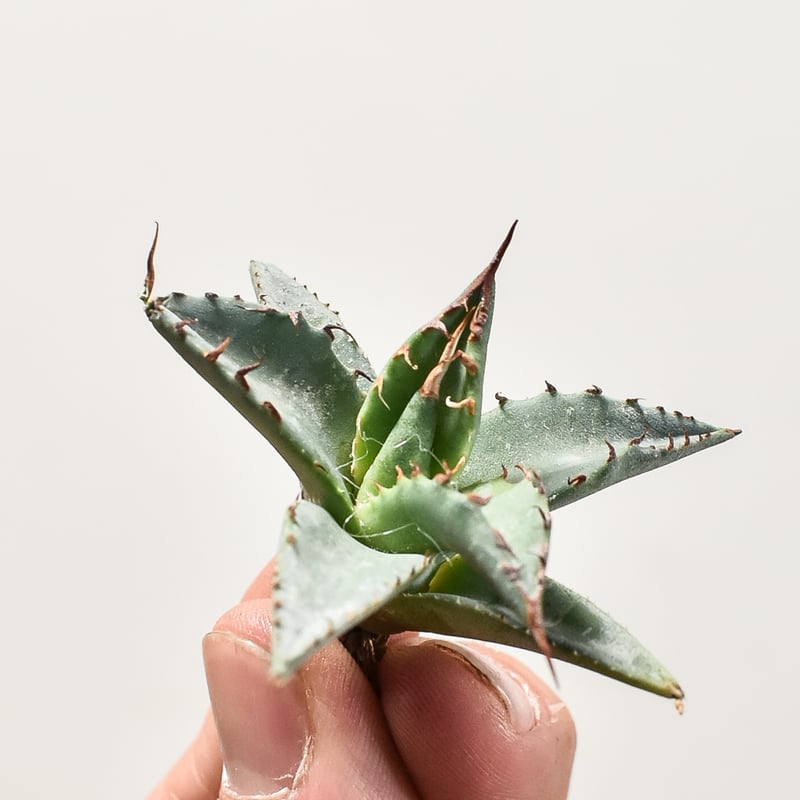 ユタエンシス エボリスピナ×ブラックアンドブルー【カリフォルニア産