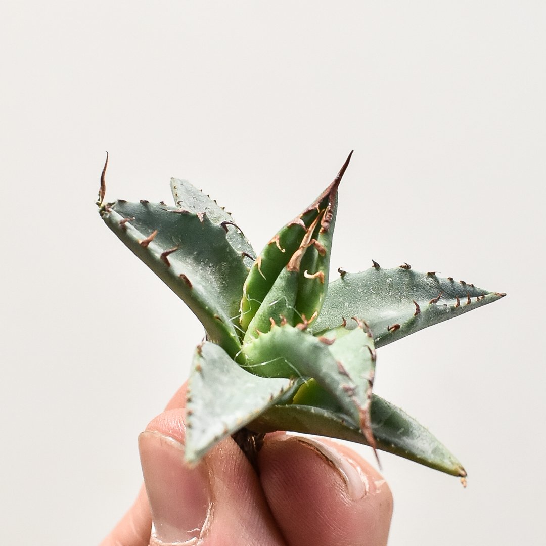 ユタエンシス エボリスピナ×ブラックアンドブルー【カリフォルニア産