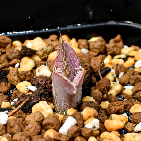 【RAFLUM育成株 5個セット】アガベ Mexico oteroi seeding / オテロイ実生 メキシコ産  【RAFLUM産/実生/子株】D2