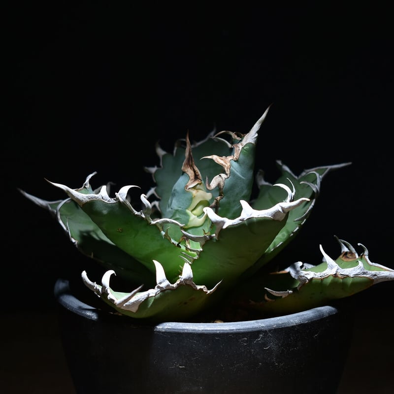 アガベ チタノタ 