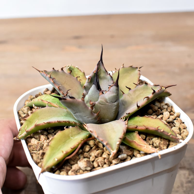 アガベ ハイブリット 