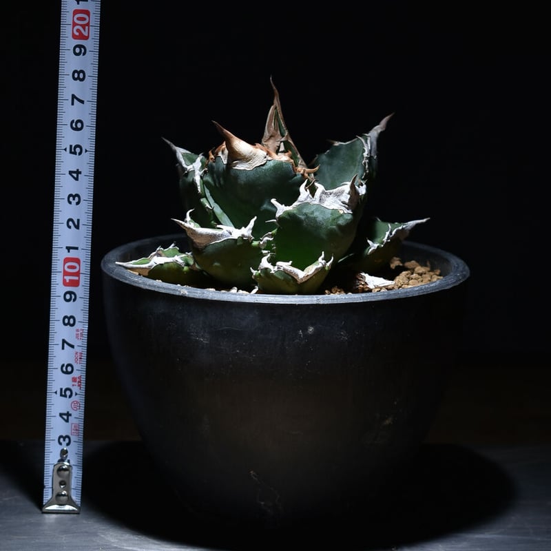 アガベ チタノタ ホワイトファイヤー 