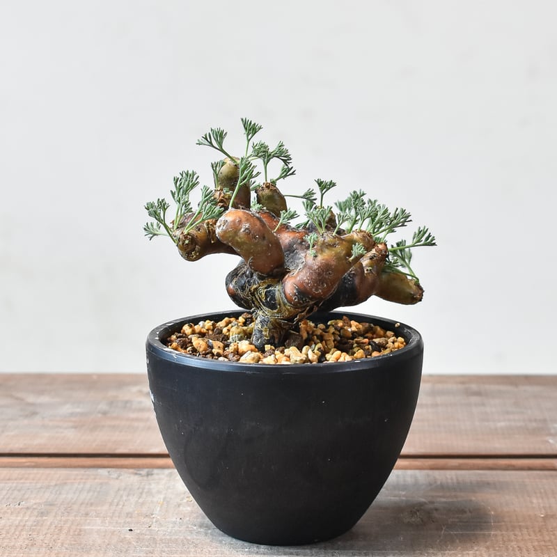 サルコカウロン ムルチフィズム 【発根済み】HK2402560（T) | RAFLUM